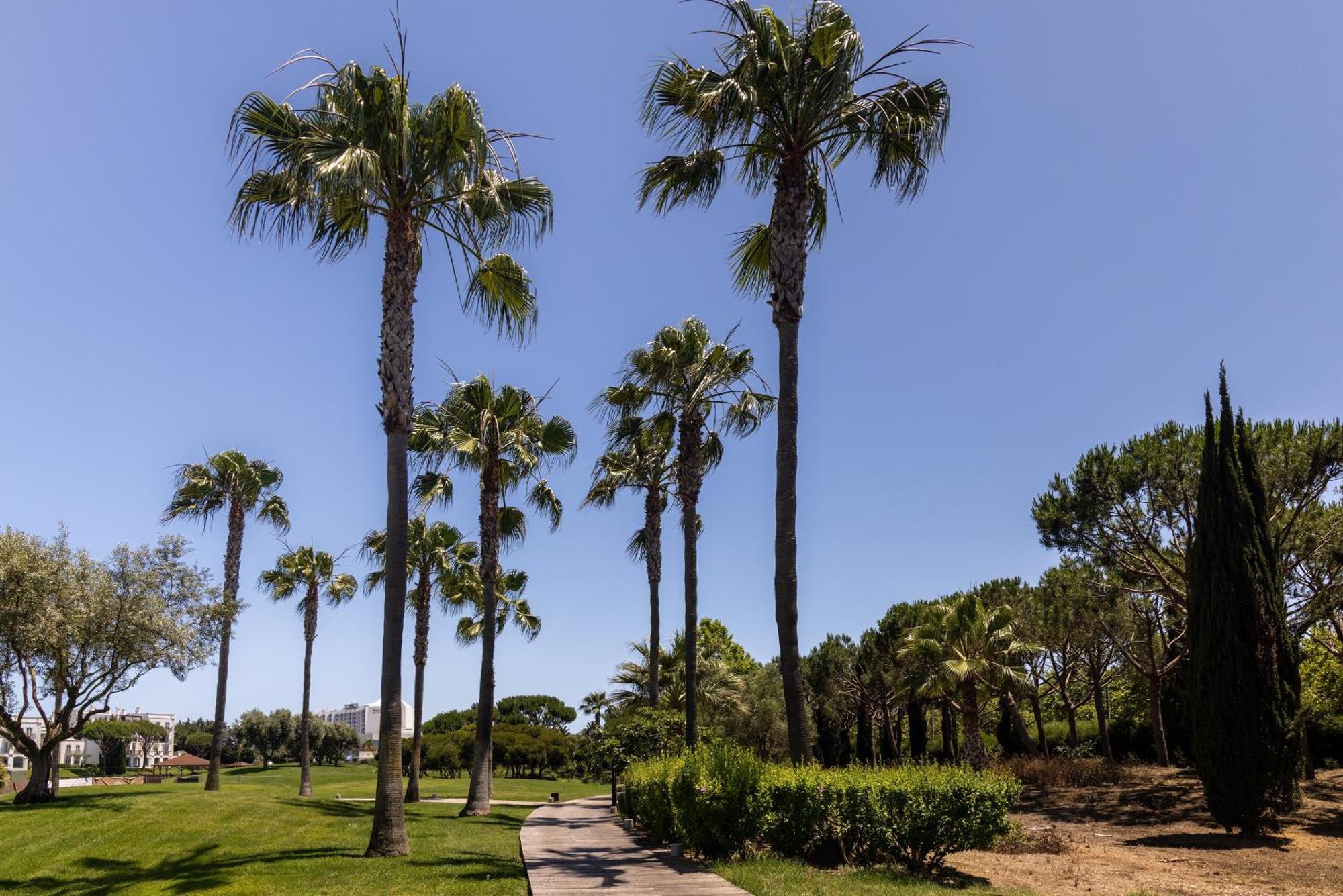 Domes Lake Algarve, Autograph Collection Vilamoura Luaran gambar Palm trees in the park